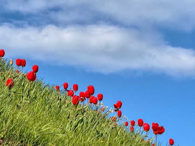 Simple Colour Simple Colour