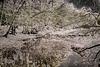 Laubwald - experimentell