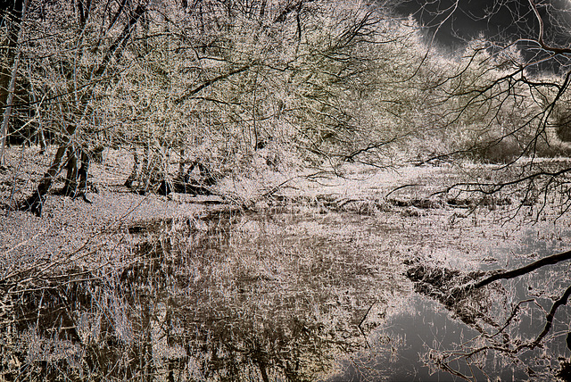 Laubwald - experimentell