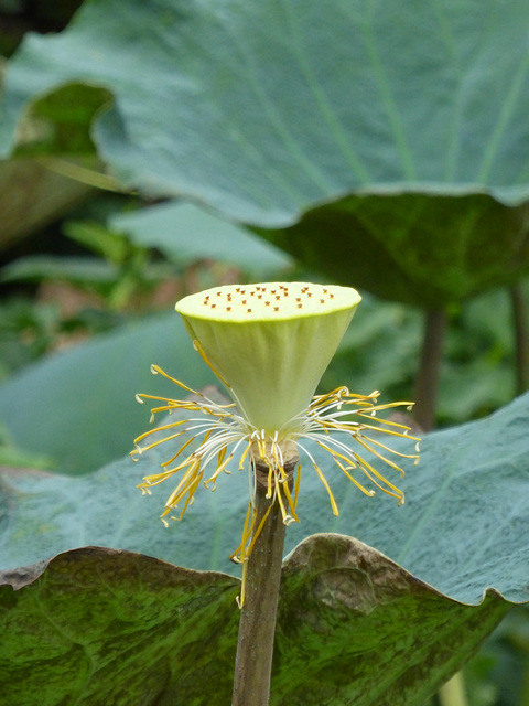 Lotus seed head