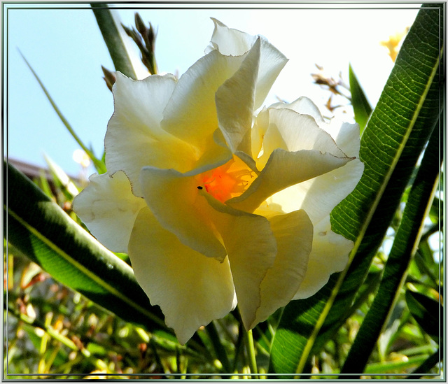 Weisser Oleander, von südlicher Sonne durchflutet... ©UdoSm