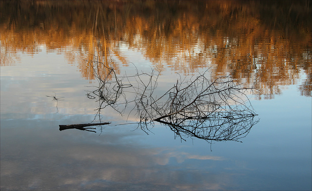 Der treibende Ast