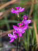 Calopogon multiflorus (Manyflowered Grass-pink orchid)