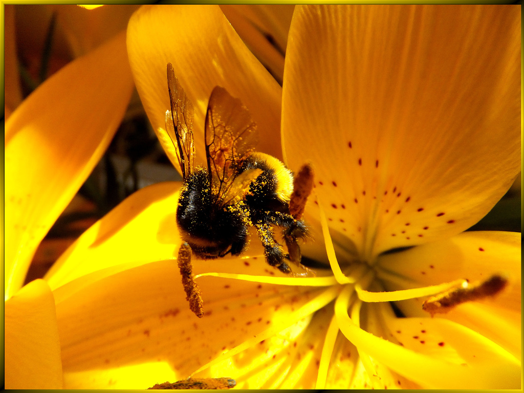 Tiger lily with Bumblebee... ©UdoSm