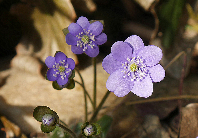 Endlich Frühling...