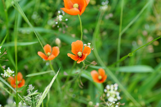 Mohn