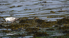 20190610 4990CPww [R~GB] Möwe [JV], Fishguard, Wales