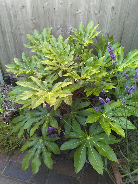 Fatsia Japonica