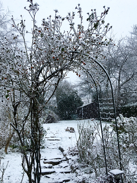 Neige au jardin