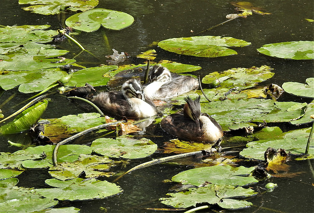 Haubentaucher mit Jungen