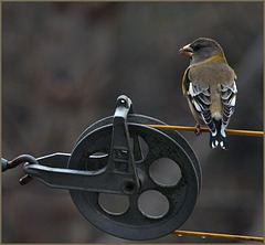 Evening grosbeak