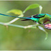 EF7A1487 Hummingbird