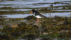 20190610 4992CPw [R~GB] Austernfischer, Fishguard, Wales