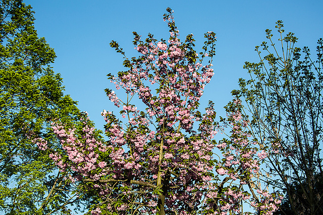 20160508 1402VRAw [D~RI] Baumblüte, Rinteln