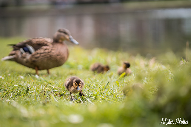 Ducklings in city centre Maastricht