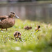 Ducklings in city centre Maastricht