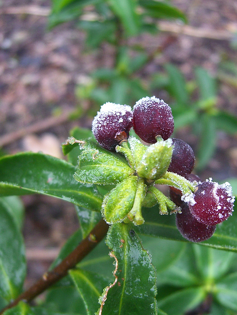 Fruchtender Gelber Seidelbast