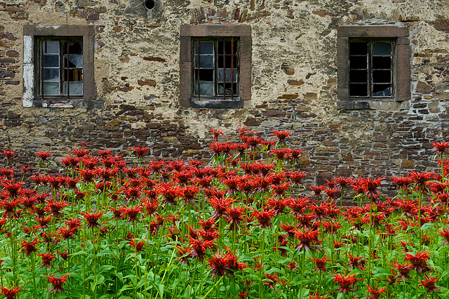 HWW - Blumen vor der Wand