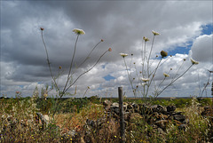 Daucus carota on fence, Penedos, HFF