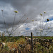 Daucus carota on fence, Penedos, HFF