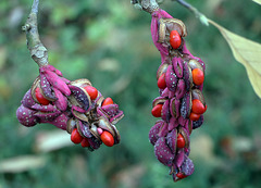 Graines de magnolia . Graines de magnolia .