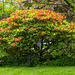 Köln - Azalee im Garten