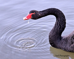 Black Swan Drinking