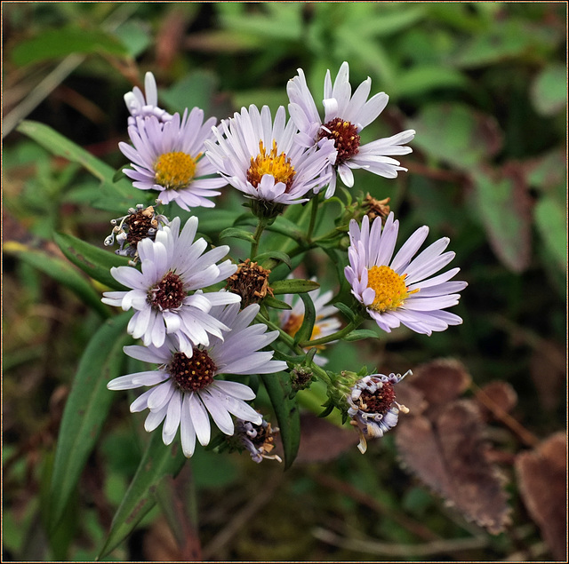 Michaelmas daisies