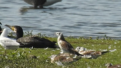 20180628 4153CP~V [D~MS] Kormoran, Lachtaube, Graugans, Rieselfelder Münster