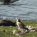 20180628 4153CP~V [D~MS] Kormoran, Lachtaube, Graugans, Rieselfelder Münster