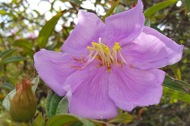 27/366 Tibouchina