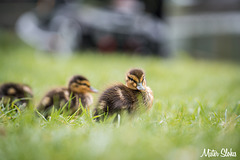 Ducklings in city centre Maastricht
