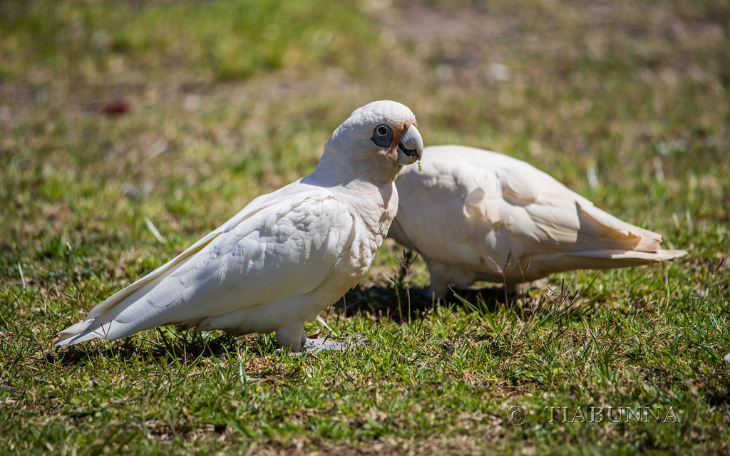 Corellas