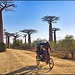 Fin de journée sur l'allée des baobabs