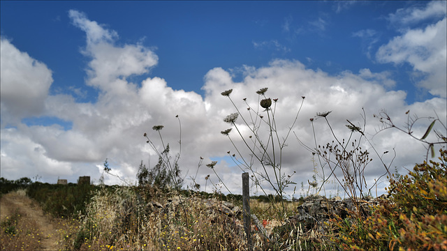 HFF IS NOW CLOSED, SEE YOU NEXT FRIDAY ! Daucus carota