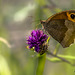 Mariposa Erebia neoridas sobre cardo