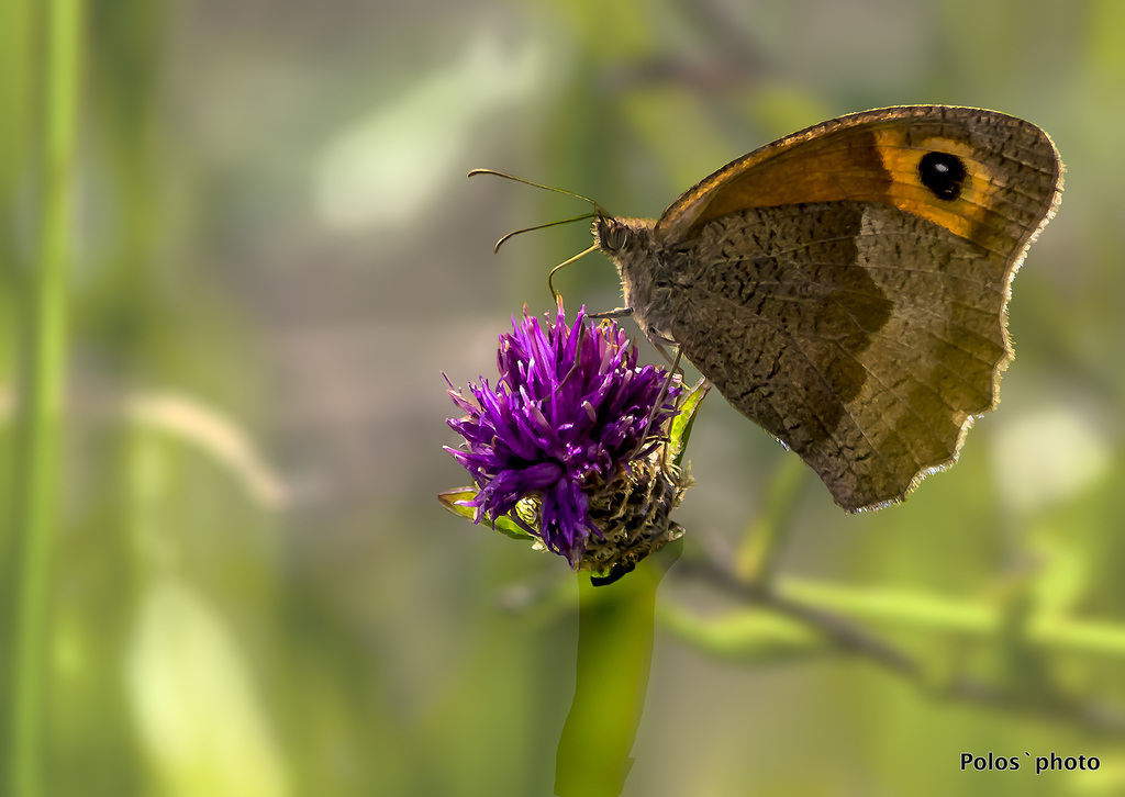 Mariposa Erebia neoridas sobre cardo