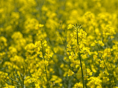 Oilseed Rape Flowers