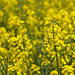 Oilseed Rape Flowers