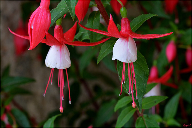 Fushia