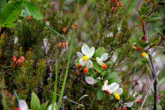 Alpen-Zwergbuchs - Buchs-Kreuzblume