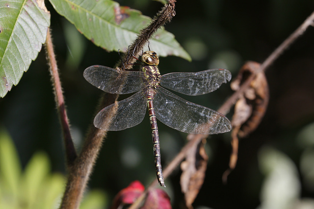 Canada Darner