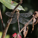 Canada Darner