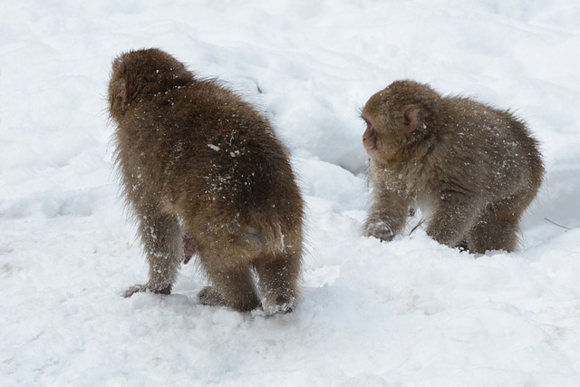 Japan, Jigokudani Yaen-Kōen Snow Monkey Park, Japanese Macaques on the Snow