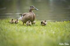 Ducklings in city centre Maastricht