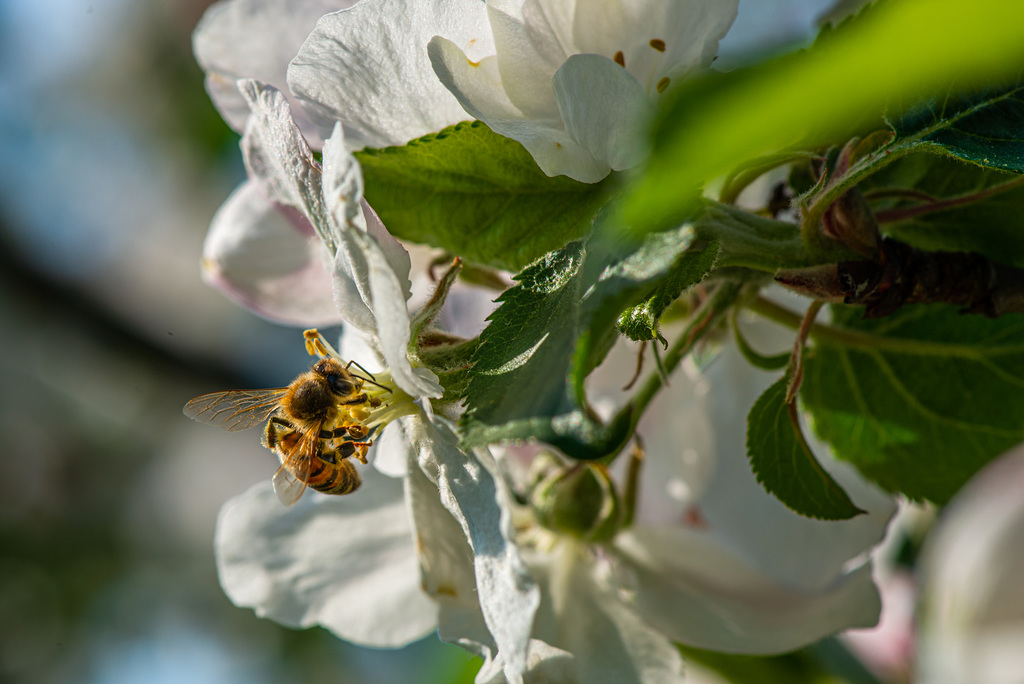 Bienchen - 20200412