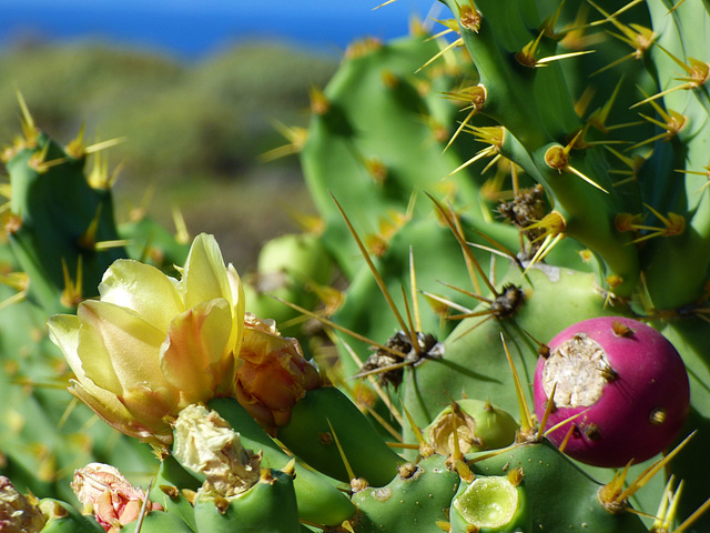 Kaktusfeigen und Blüten