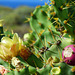 Kaktusfeigen und Blüten