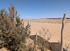Végétation désertique / Desert vegetation
