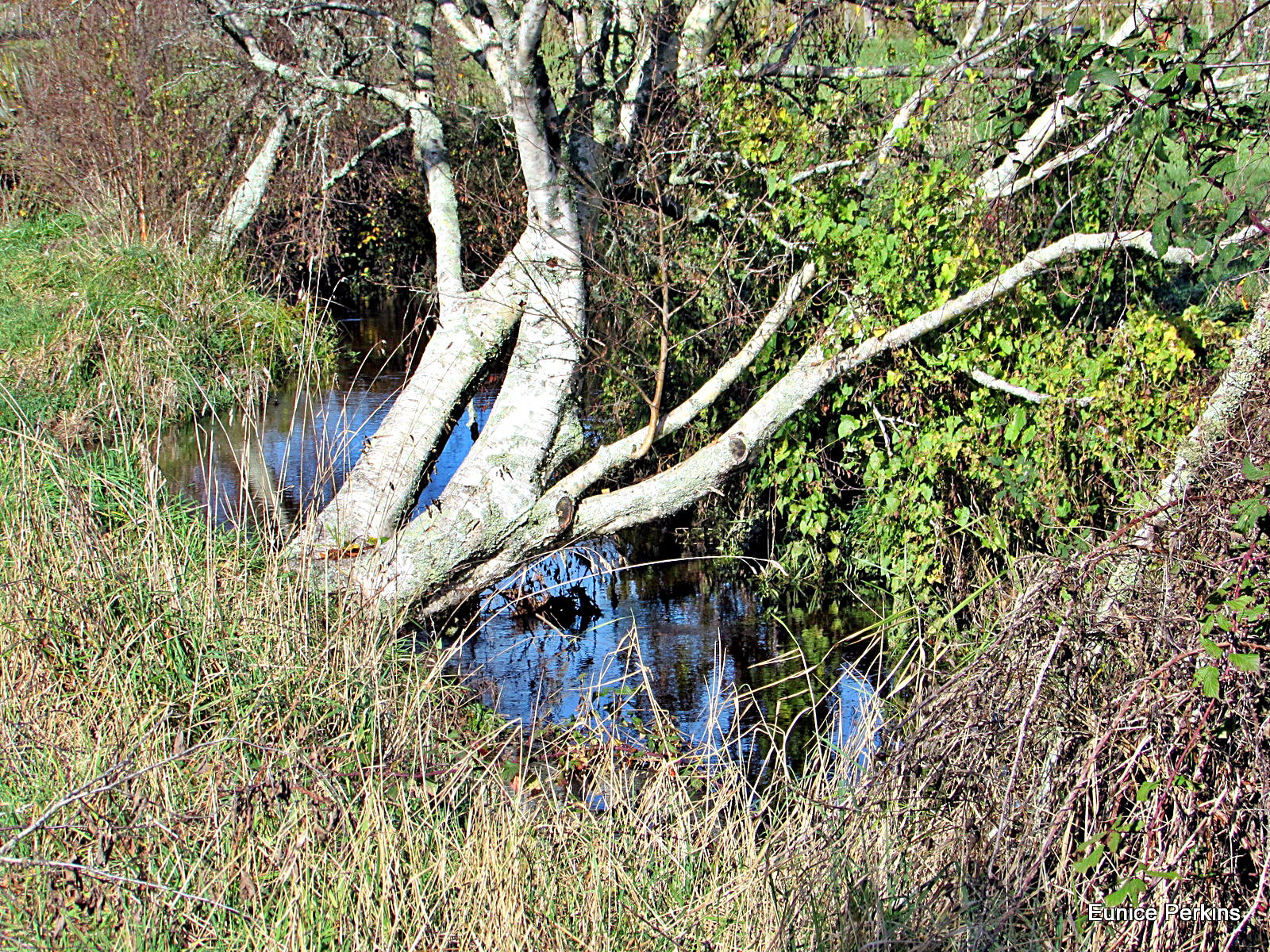 Dead Tree Over Stream.